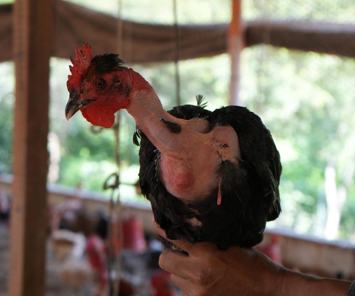 aves-criollas-para-familias-resilientes