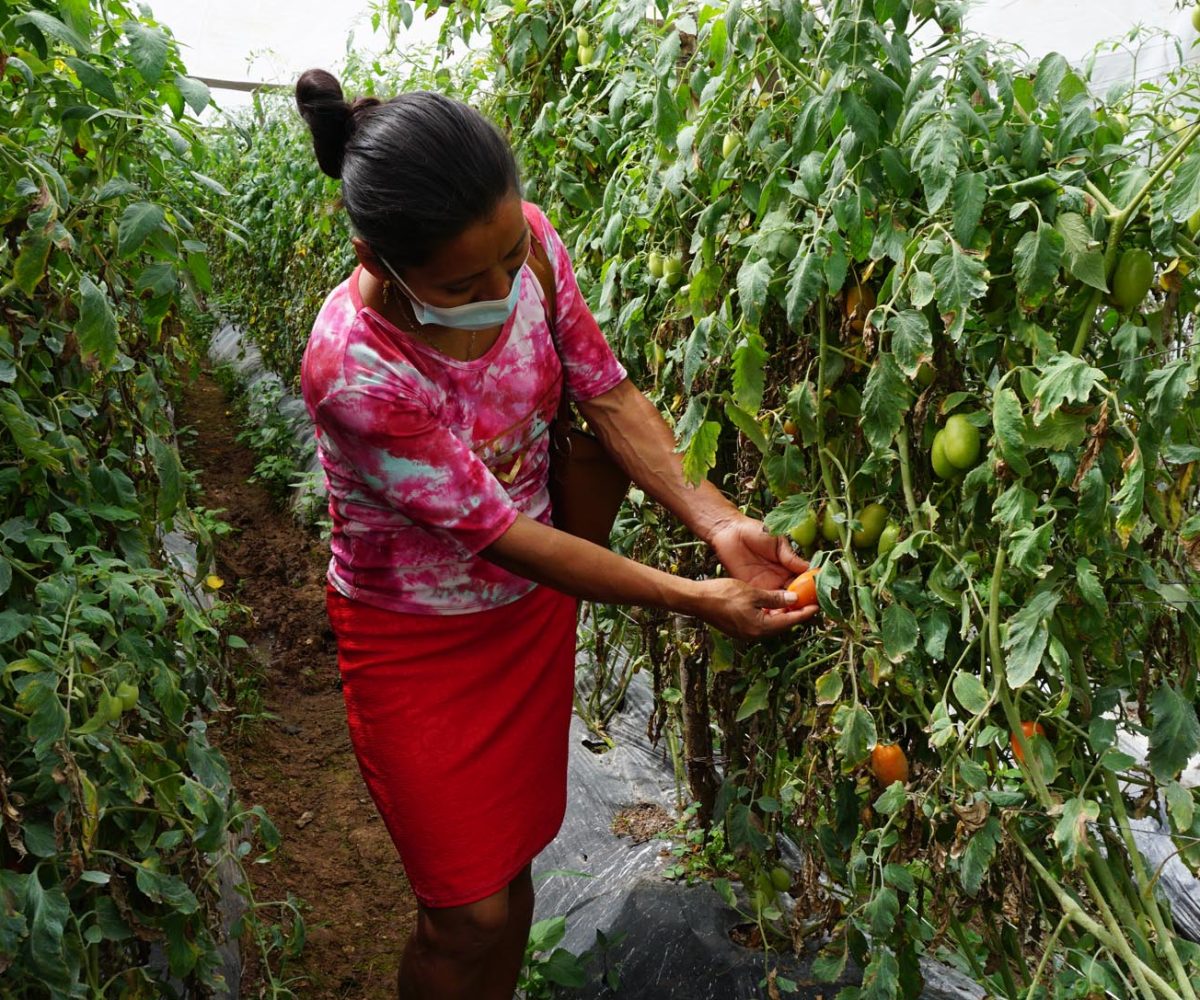 desarrollo-economico-y-seguridad-alimentaria-chorti