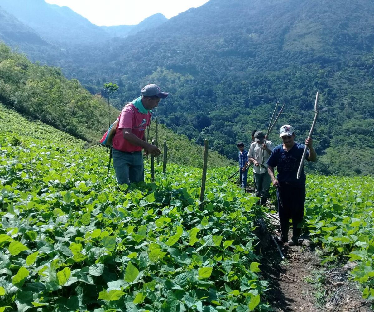 programa-agroambiental-mesoamericano